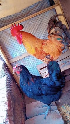 Golden misri pair for sale