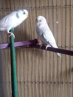 Australian Parrot!