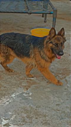 german shepard bitch for sale