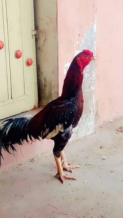 Aseel murgha up for sale