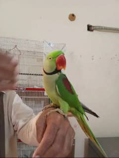 Pahari raw parrot urgent for sale my WhatsApp number 0310*6441*528