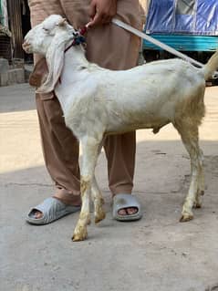 Goat for sale in faisalabad healthy and Active