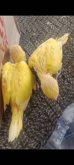 parrot