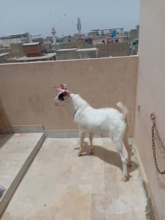 Gulabi