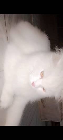 persian cats