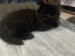 Black Persian kitten