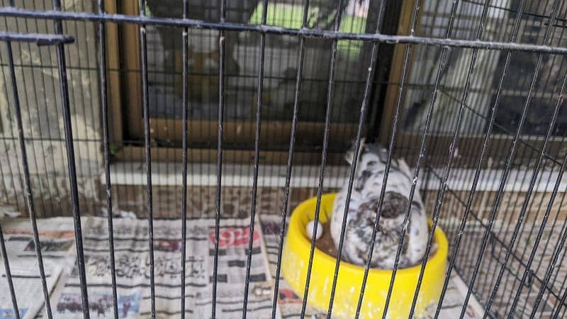 fancy pigeon 12