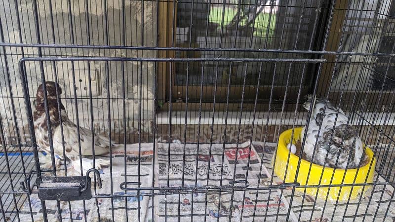 fancy pigeon 13