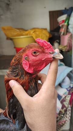 sail male for sale 03244245622