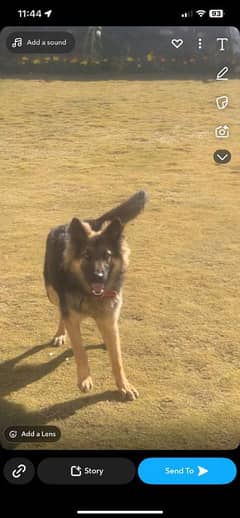 9 months old german shepherd