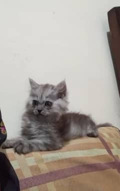 Persian kitten