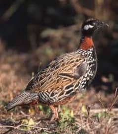 partridge 45days male chickes and 15 days