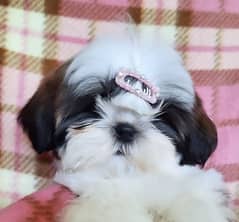 Shihtzu