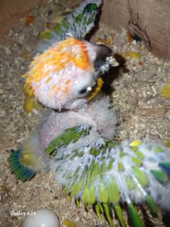Sunconure