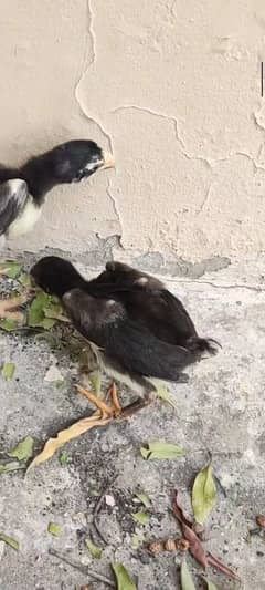 o