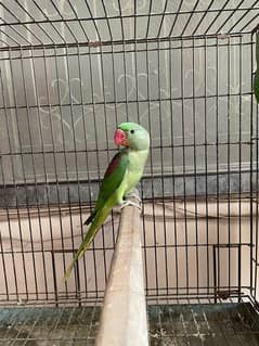 Raw Parrots  Pair  (Pathay) for Sale – Hand Tame & Untame Available