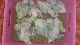 Green ringneck home karachi breed chicks