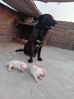 labra
