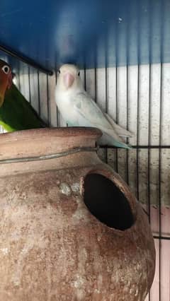 fisher lotino and green love bird