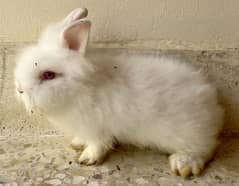Teddy Bear Dwarf