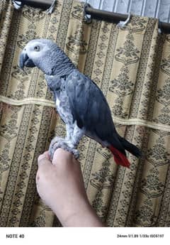 African Grey Male 10 Years Old