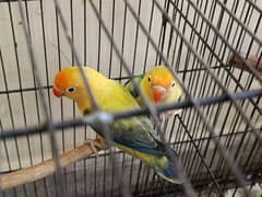 Ringneck