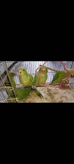 for sale 0301 5462933