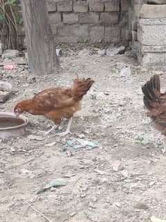 pair
