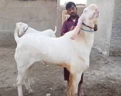 Rajanpuri Gulabi Bakra Urgent For Sale CALL "03487390292)