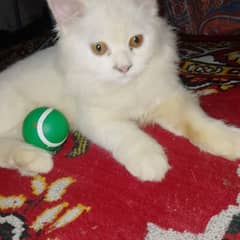 white colour Persian cat. very nice beautiful