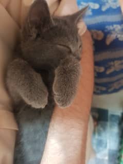 tripple coat Persian cat for Sold