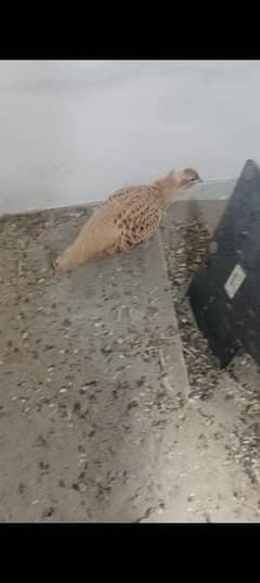 confirm breeder irani female for sale