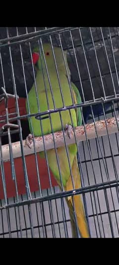 young and active female