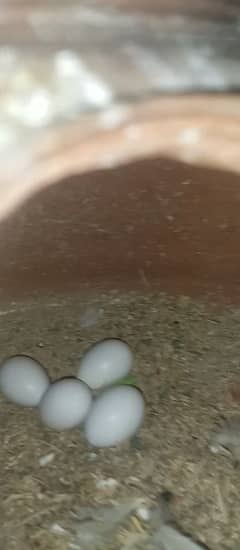 fresh