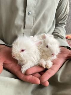 English angora rabbits