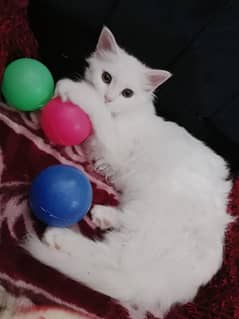 Persian