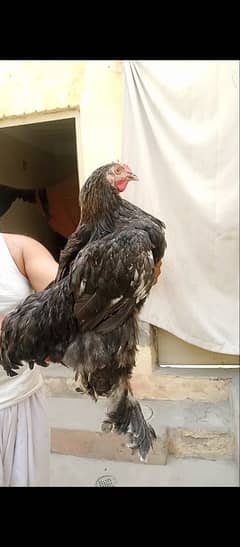 barhma fancy chicken