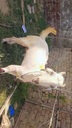 bakra