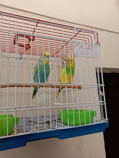 Bugri breeder pair availble