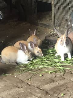 Rabbits