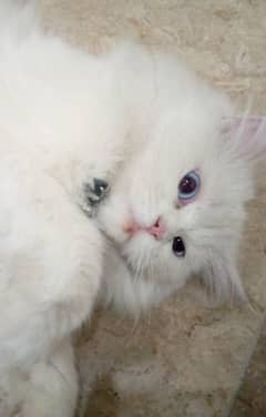 Persian