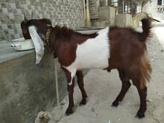 bakra for qubani