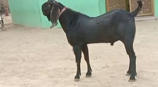 desi Bakra for sale call me on 03185729839)