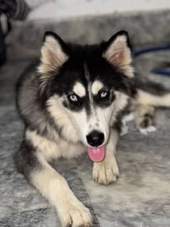 Siberian Husky For sale original breede healthy puppy