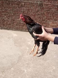 aseel hens sell