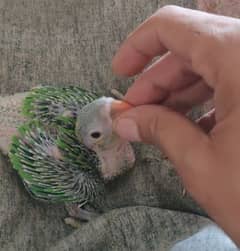 Green Ringneck Chicks / Mia Mithu / Totay