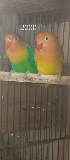 breeder pairs for sale
