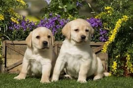 Labrador