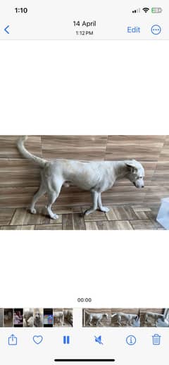 gultair kohati dog