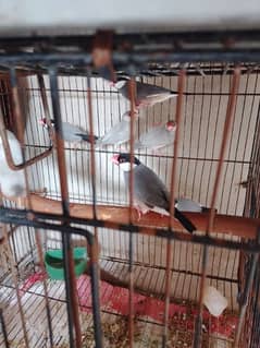 Java Birds